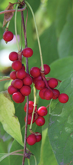 Schisandra